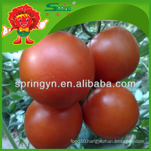 Tasty tomatoes with good price, Yunnan fresh vegetables exporter
